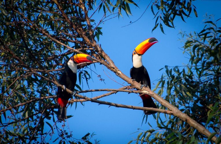 Turismo lança Programa “Botucatu Cidade Observadora de Aves” nesta quarta, 23