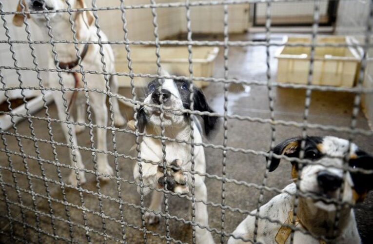 Bolsonaro sanciona lei que proíbe eutanásia de cães e gatos de rua