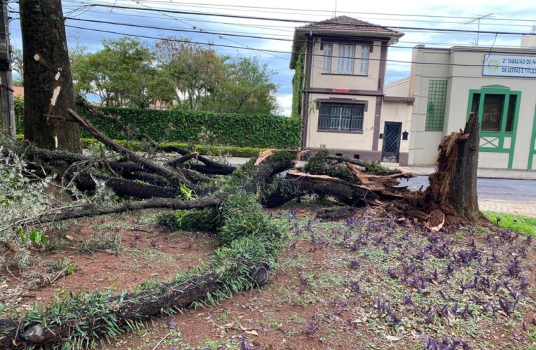 Queda de árvore durante temporal causa estragos na rede elétrica no centro de Botucatu