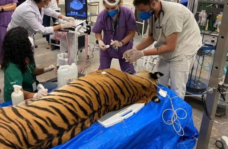 Cempas de Botucatu usa equipamentos de última geração em atendimento a tigre
