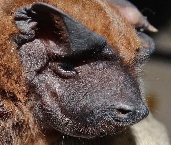 Vigilância resgata espécie de morcego nunca registrada em Botucatu