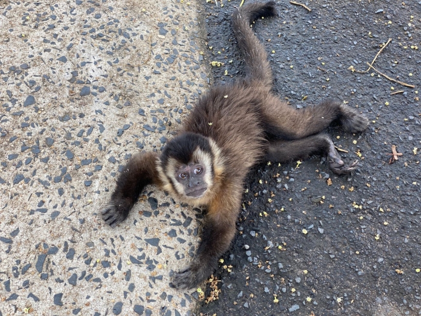 Filhote de macaco-prego é resgatado de cativeiro em Caraguatatuba