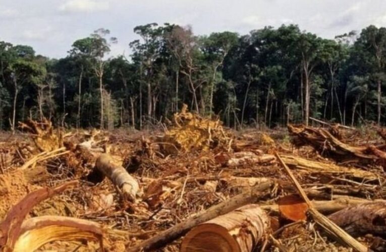 Desmatamento na Amazônia cresce quase 57% no governo Bolsonaro, diz Ipam