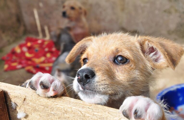 Projeto sobre ‘Política de Bem-Estar Animal’ em Botucatu pode ser votado na próxima quinta, 03