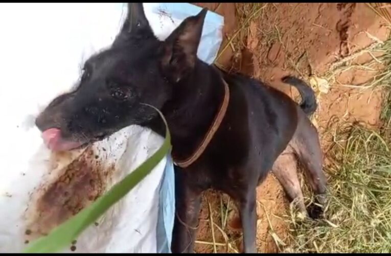 Operação policial resgata cadela que estava agonizando em bairro de Botucatu