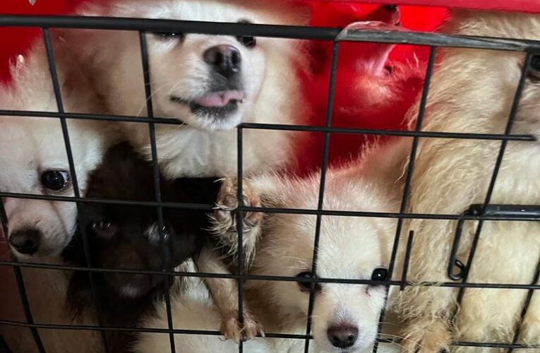 Cachorros resgatados durante ação policial em Botucatu não estão disponíveis para adoção
