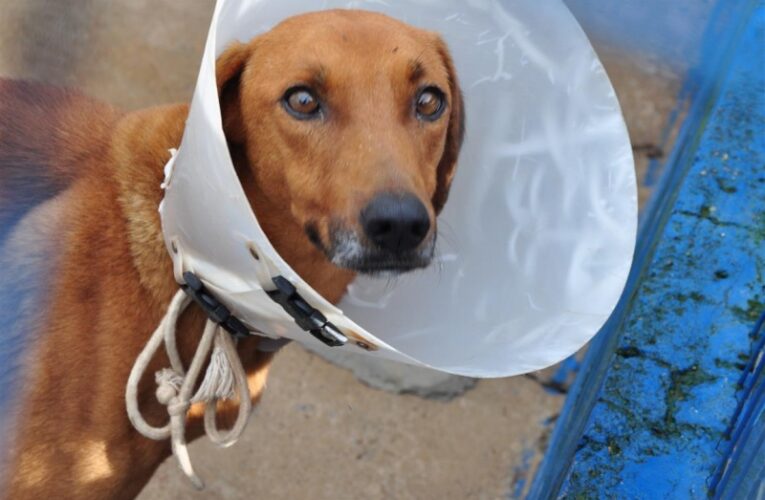 Botucatu terá mutirão de castração gratuita de cães
