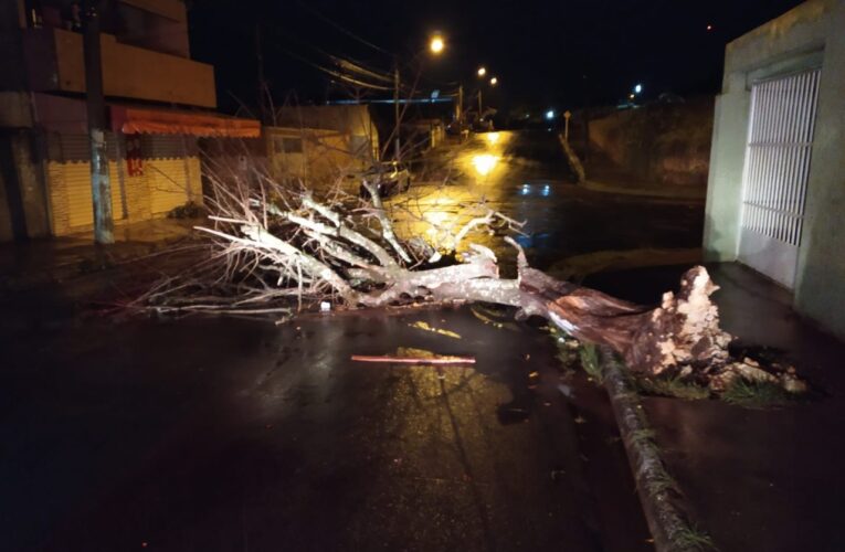 Forte chuva derruba árvores e muro de escola em Botucatu durante a madrugada
