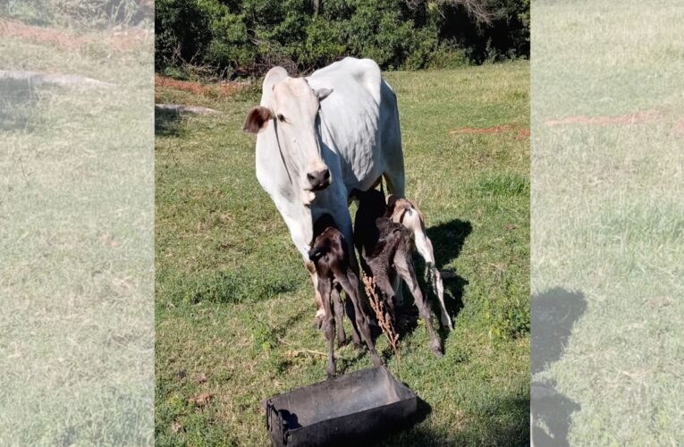 Em caso raro, vaca dá à luz bezerros trigêmeos em Paulistânia