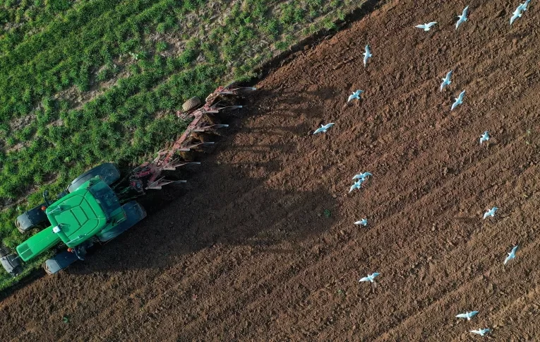 Índice global de alimentos cai em outubro, apesar de alta de preços dos cereais, diz FAO