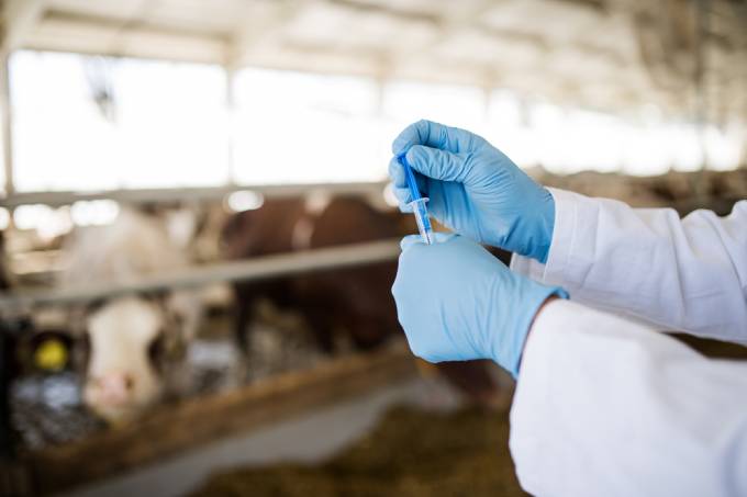 Campanha mundial da OMS denuncia riscos por uso excessivo de antibióticos na indústria animal