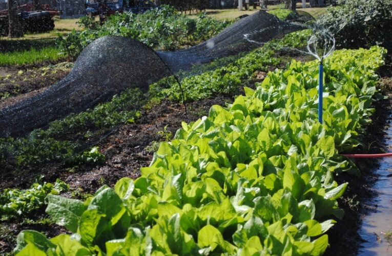 Hortas comunitárias de Botucatu oferecem alimentos diretos do produtor e com preço acessível