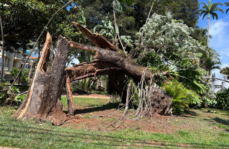 Árvore cai em praça no centro histórico de Botucatu