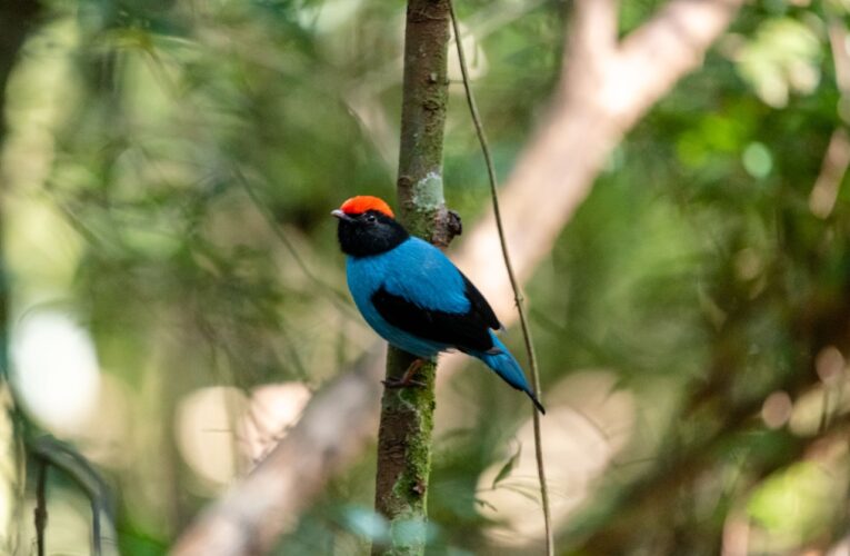 Com 400 espécies, Botucatu consolida-se na prática de Birdwatching