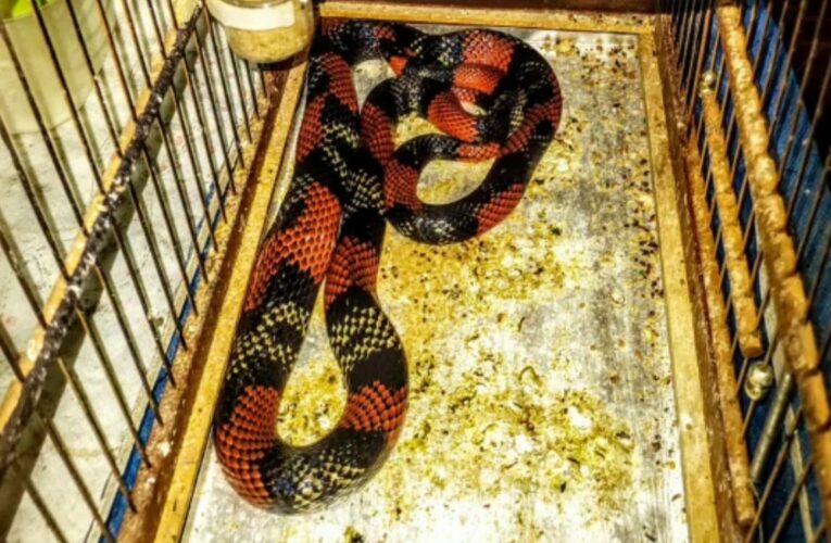 Vigilância Ambiental resgata serpente que comeu duas aves dentro de gaiola no Lavapés