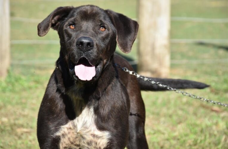 Botucatu terá mutirão de castração gratuita para cães nos dias 11 e 12