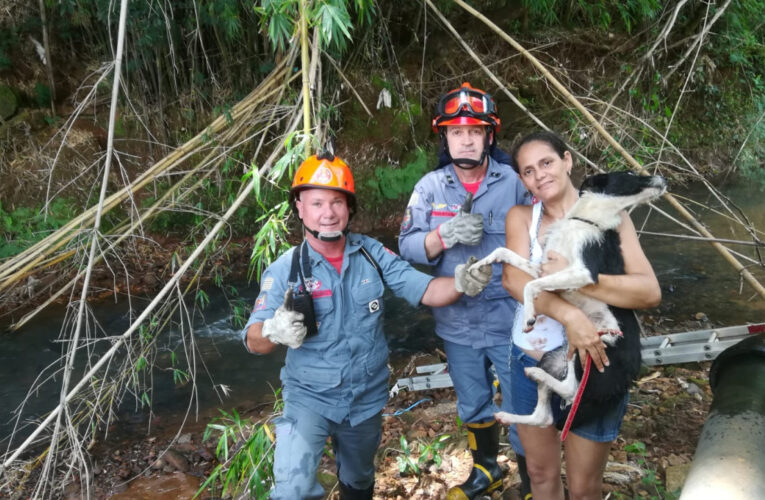 Bombeiros resgatam cadela presa em vegetação no rio Tanquinho em Botucatu