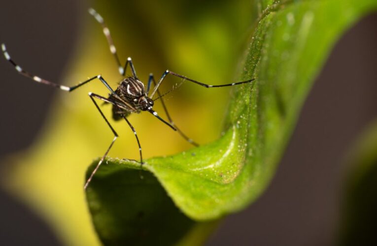 Dengue: campanha de SP mobiliza a população contra criadouros do mosquito em casa