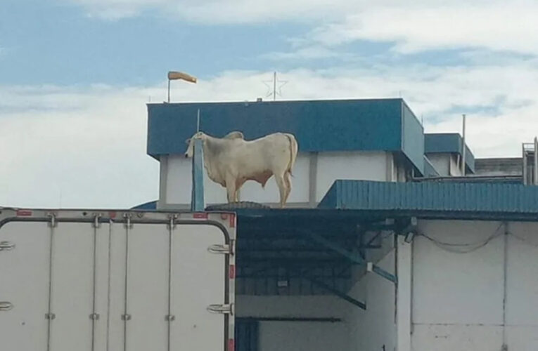 Boi é flagrado em cima de telhado de frigorífico em Lençóis Paulista