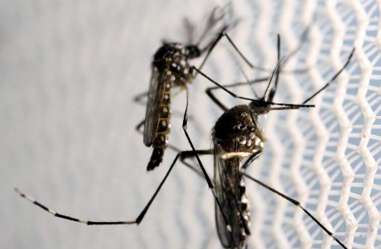 Saúde intensifica ações na Semana Estadual de Combate ao mosquito da Dengue