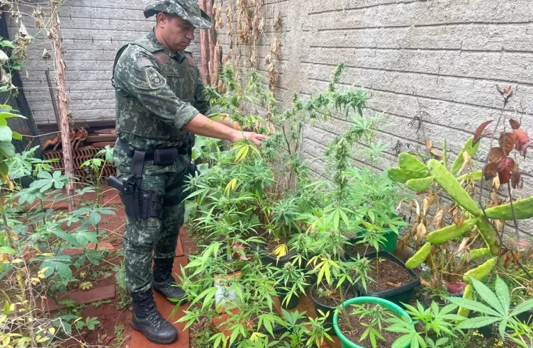 Homem é detido com mais de 30 pés de maconha plantados em casa em Barra Bonita