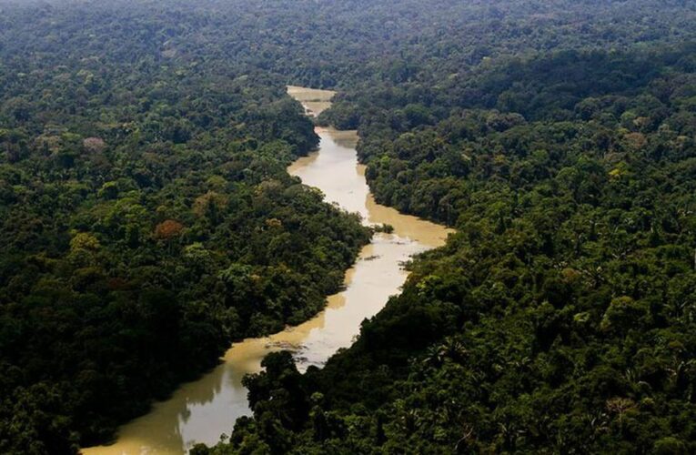 Alertas de desmatamento na Amazônia caem 66% em agosto