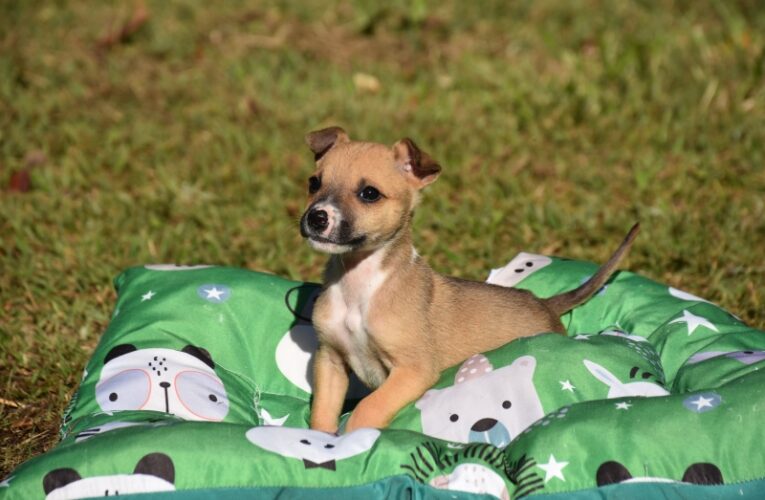 Botucatu terá feirinha de adoção de animais no próximo domingo, 12