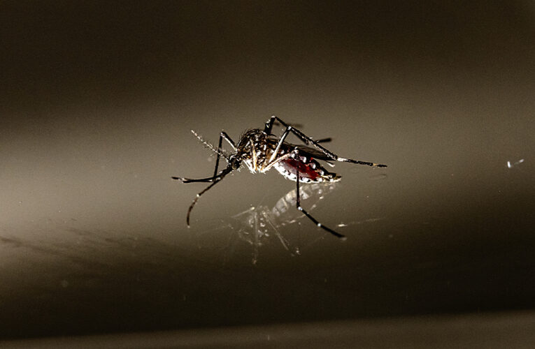 Índice de infestação do mosquito Aedes aegypti mantém o Botucatu em alerta