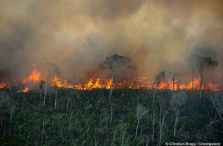 Incêndios na Amazônia provocam perda florestal global sem precedentes em 2024, diz relatório