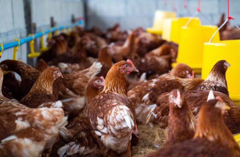 Gripe aviária: por que alguns países barraram frango de todo o Brasil e outros só do estado ou município?