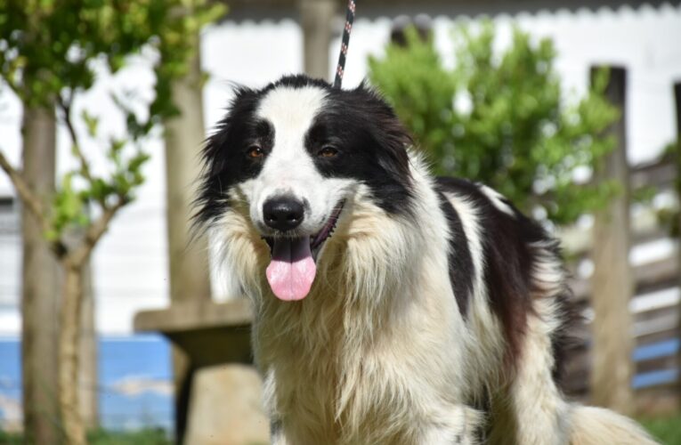 Centro de Acolhimento de Animais de Botucatu promove nova Feira de Adoção de cães neste final de semana