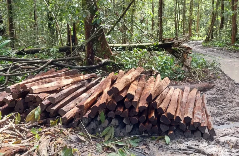 Madeireiros ilegais lucram com projetos de crédito de carbono na Amazônia