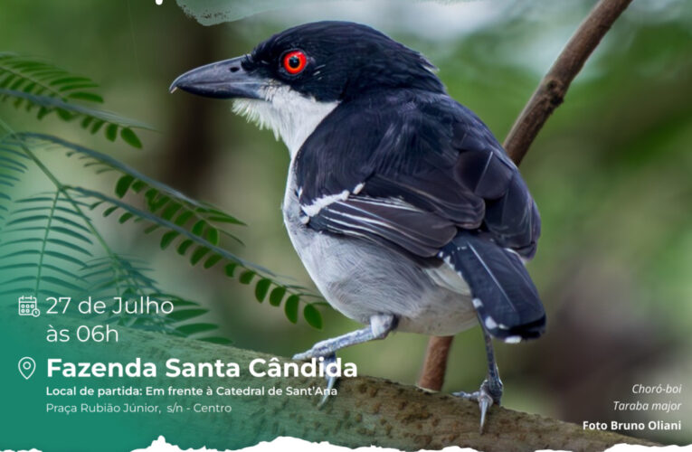 Botucatu terá mais uma edição do ‘Vem Passarinhar’, com observação de aves
