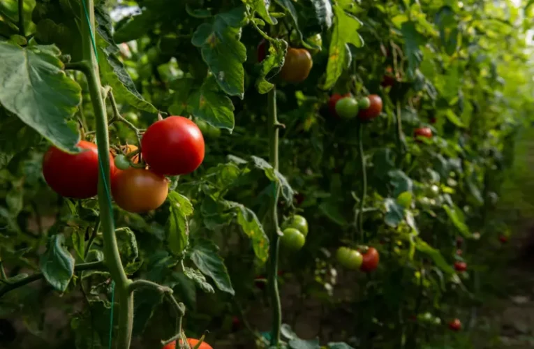 Animais reagem a sons ‘secretos’ de plantas, revela pesquisa