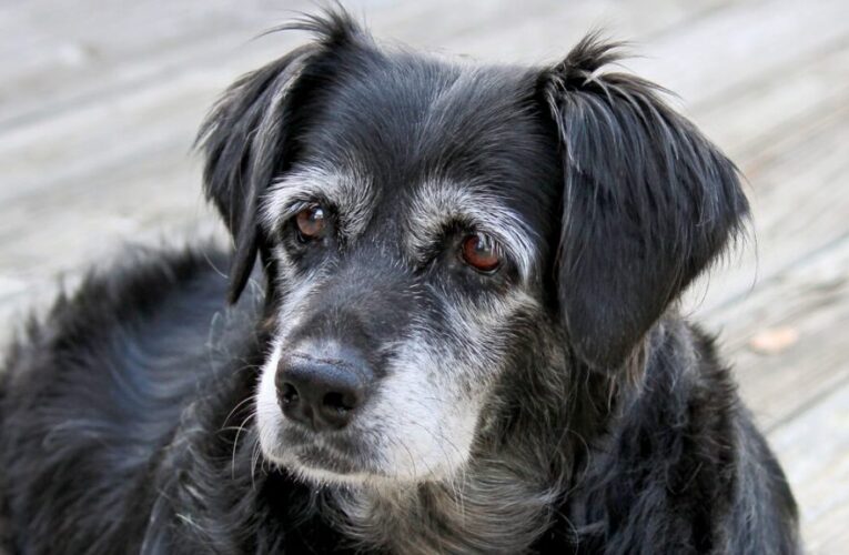 Unesp Botucatu recruta cães idosos para pesquisa sobre envelhecimento e Alzheimer canino