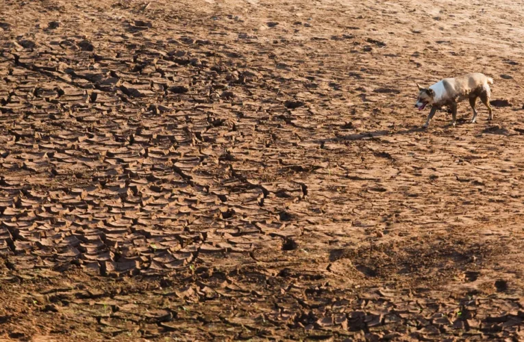 Por que o Cerrado importa tanto no equilíbrio ambiental do Brasil?