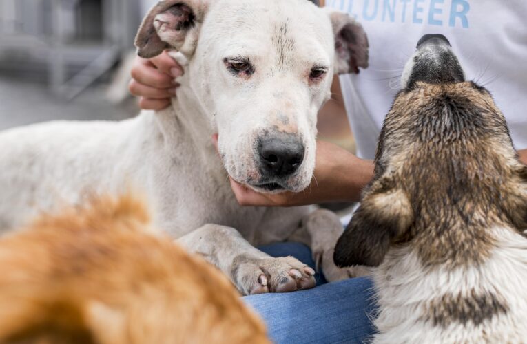 Canil Municipal promove nova Feira de Adoção de cães e gatos neste sábado, dia 18