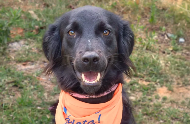 Canil Municipal promove feira de adoção “Canil de Portas Abertas” no dia 31