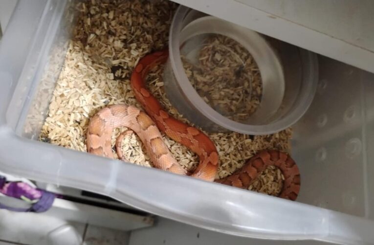 Operação ‘Corn Snake’ desmonta esquema de venda de animais exóticos pelos Correios no interior de SP