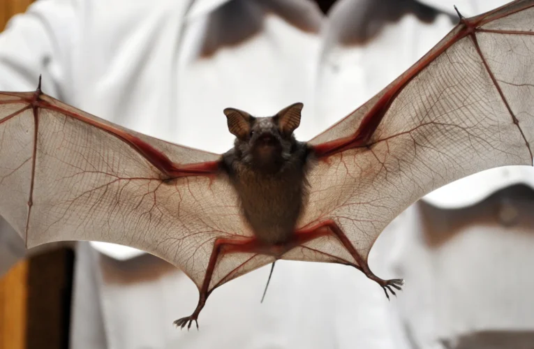 Vigilância Ambiental registra quase 600 atendimentos envolvendo morcegos em 2025