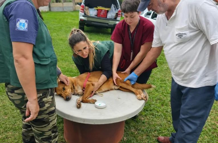 Prefeitura intensifica monitoramento da Leishmaniose Visceral Canina