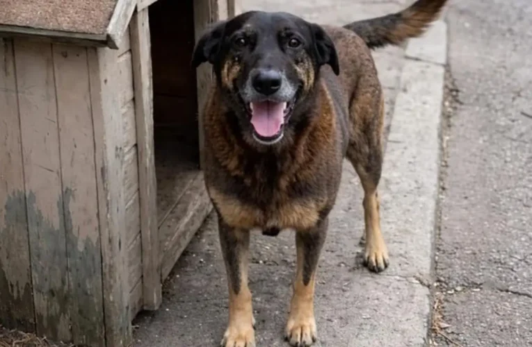 Botucatu recebe manifestação por justiça ao cão Orelha neste domingo
