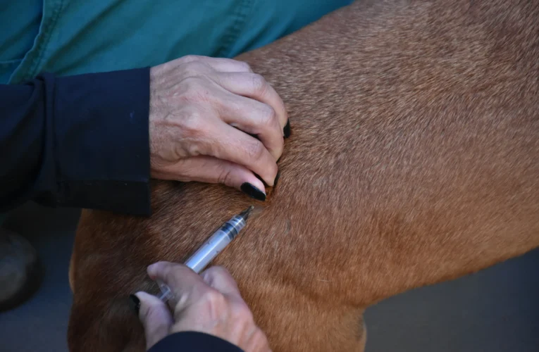 Botucatu é destaque em Proteção Animal e Saúde Pública