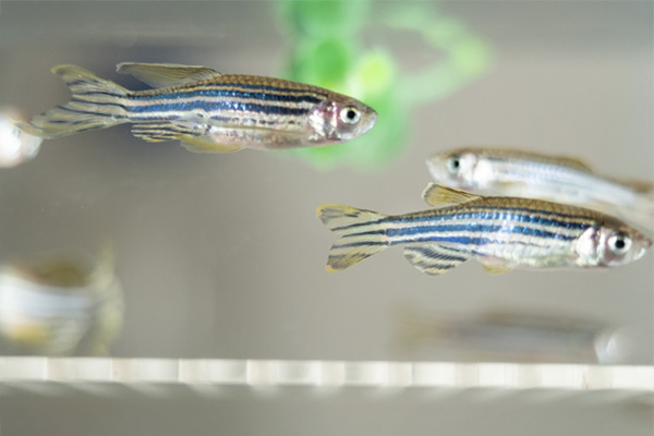 Biotério de zebrafish da Unesp em Botucatu recebe R$ 2 milhões para modernização