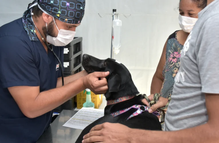 Prefeitura promove mutirão de castração gratuita para cães
