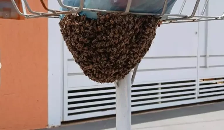 Idosa morre e duas pessoas ficam feridas após ataque de abelhas em Botucatu