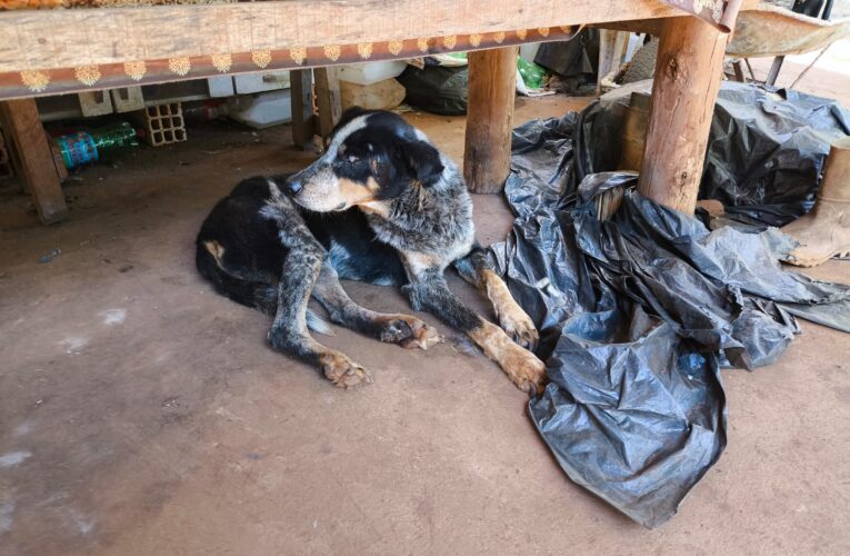 Polícia Civil prende homem em flagrante por maus-tratos a animais na zona rural de Itatinga