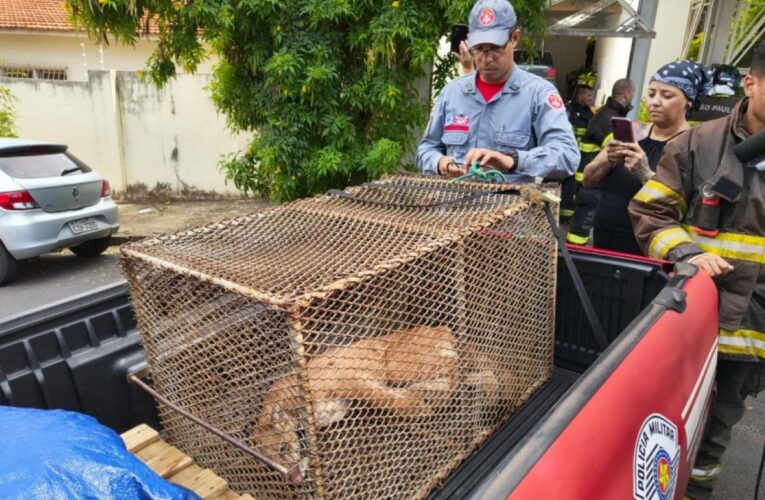 Onça-parda aparece em residência no Jardim Higienópolis em Bauru