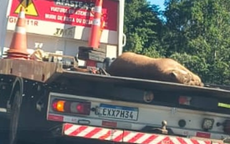 Onça-parda morre após atropelamento na Rodovia Castelo Branco