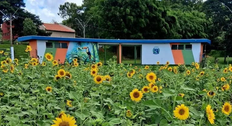 Campo de girassóis encanta moradores em rotatória de Botucatu